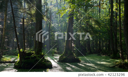 Natural alder-carr stand with standing water 42123296