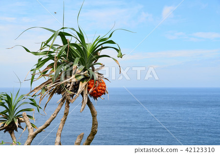 林投 夏季 台灣 鼻頭角 海邊 植物 hala fruit Pandanus tectorius 林投 夏季 台灣 鼻頭角 海邊 植物 hala fruit Pandanus tectorius 42123310