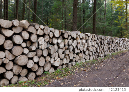 Poplar tree logs stacked lying one by one Poplar tree logs stacked lying one by one 42123413