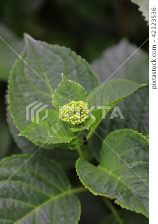 Leaves of hydrangea Leaves of hydrangea 42123536