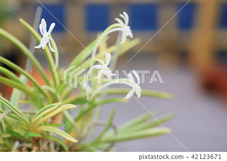 Fuyrican Fuyrican 42123671