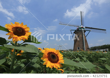 Sakura Furusato Square Sunflower 42123731