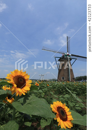 Sakura Furusato Square Sunflower Sakura Furusato Square Sunflower 42123733