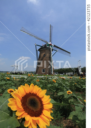 Sakura Furusato Square Sunflower Sakura Furusato Square Sunflower 42123735