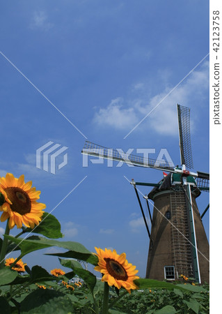 Sakura Furusato Square Sunflower 42123758