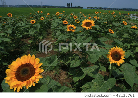 Sakura Furusato Square Sunflower Sakura Furusato Square Sunflower 42123761