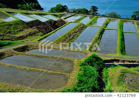 禁忌的稻田露台 42123769
