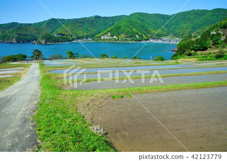 禁忌的稻田露台 42123779