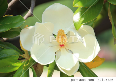 泰山,Taisanbok,Oyamagi 泰山,Taisanbok,Oyamagi 42123786