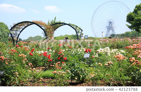 Watching a large Ferris wheel from Oshara Exhibition Park in Oshima Memorial Park Watching a large Ferris wheel from Oshara Exhibition Park in Oshima Memorial Park 42123788