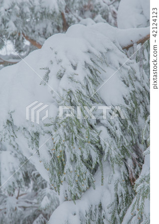 Snow scene Snow scene 42124123