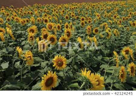 Sun Flower  42124245