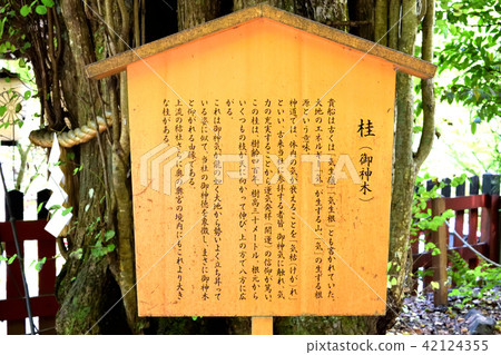 Kisugi Katsura tree of Kibune shrine (Kyoto) 42124355
