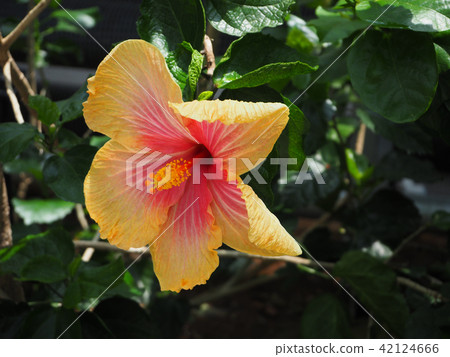 Hibiscus 42124666