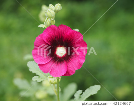 Tatiaoi flowers Tatiaoi flowers 42124667