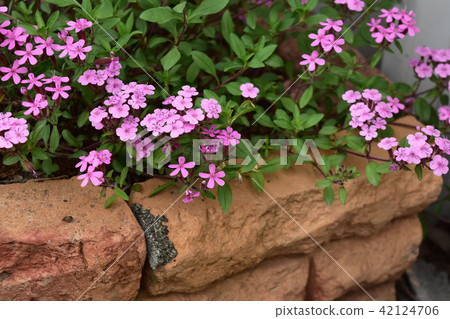 Saponaria of a brick bed Saponaria of a brick bed 42124706