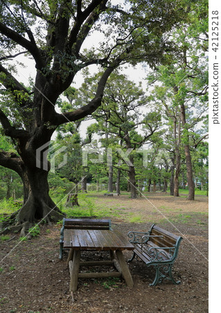 一條長凳在一棵樹下在公園 一條長凳在一棵樹下在公園 42125218