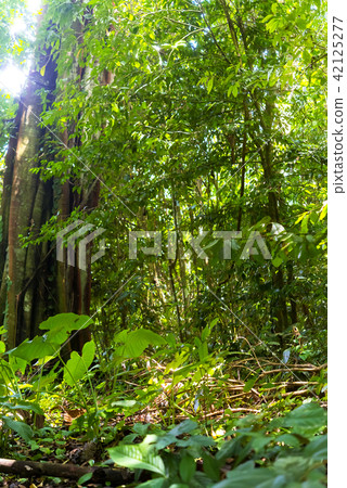 Jungle Borneo Island 42125277