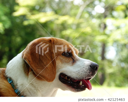Beagle dog's profile face-up 42125463