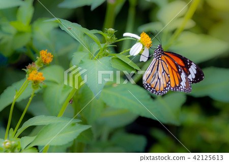 common tiger butterfly on  white daisy  42125613