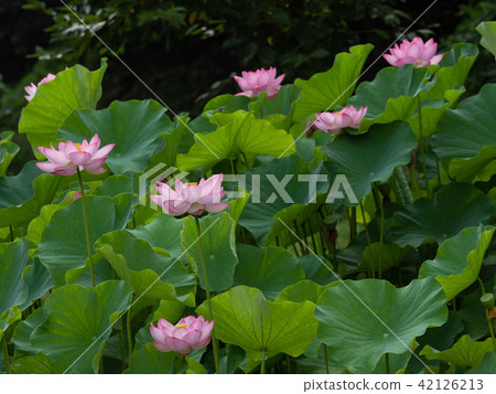 Lotus flowers 42126213
