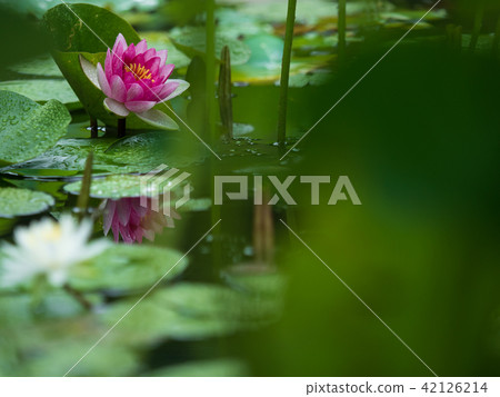 Water lily 42126214