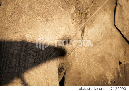Detail of elephant head and eye dirty  42126990
