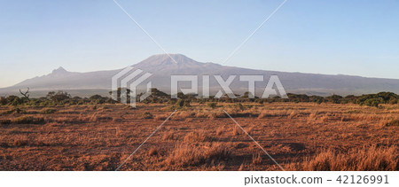 Amboseli national park panorama with Kilimanjaro Amboseli national park panorama with Kilimanjaro 42126991