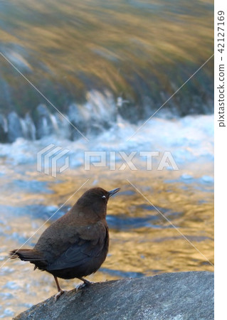 女牛仔流的野生鳥 女牛仔流的野生鳥 42127169
