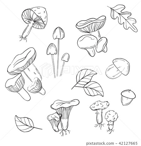 Vector mushrooms pattern. Modern monochrome mushrooms line art. White mushroom, chanterelles, fly Vector mushrooms pattern. Modern monochrome mushrooms line art. White mushroom, chanterelles, fly 42127665