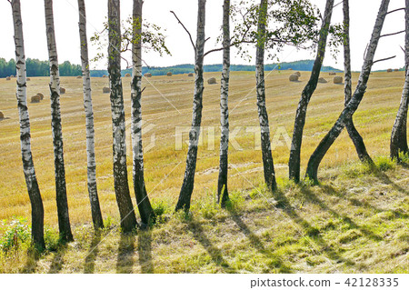 White beets of birch are surrounded by a mowed fie 42128335