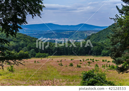 Lawn with dry grass, surrounded by trees and blue  42128533