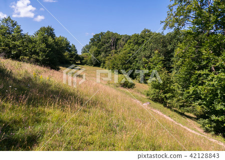 forest belt with a path, trodden on a glade on a h forest belt with a path, trodden on a glade on a h 42128843