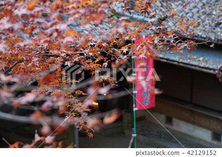 秋天的樹葉 42129152