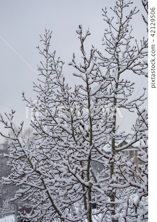 tree in the snow on a winter day tree in the snow on a winter day 42129506