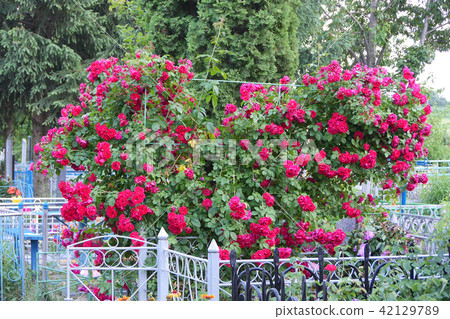 beautiful lush bush of bright crimson roses in the 42129789