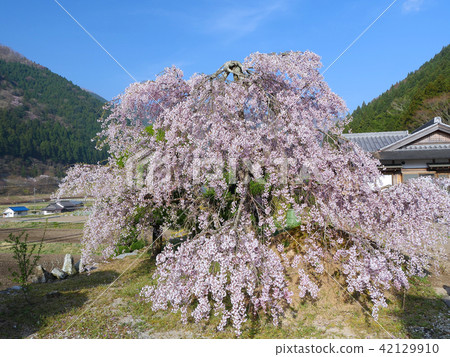 Yuzenji Temple的小線垂枝櫻花(兵庫縣神崎槍長浜町) Yuzenji Temple的小線垂枝櫻花(兵庫縣神崎槍長浜町) 42129910