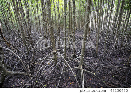 Mangrove forest in Rayong province, Thailand 42130450
