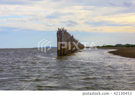 Bamboo barrier wall in Rayong province, Thailand Bamboo barrier wall in Rayong province, Thailand 42130453
