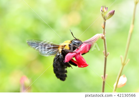 Carpenter bee 42130566