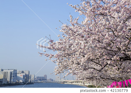 Cherry blossoms along the Sumida River 42130779
