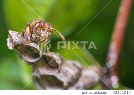 Macro of Hymenoptera on the nest in nature 42131013