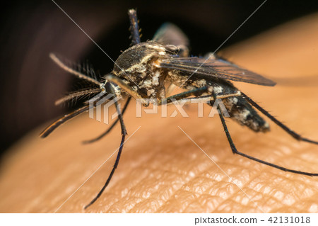 Macro of mosquito (Aedes aegypti) sucking blood Macro of mosquito (Aedes aegypti) sucking blood 42131018