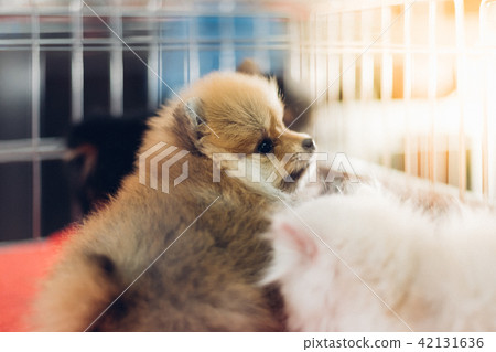Puppy wait in dog cage in pet shop hope to freedom Puppy wait in dog cage in pet shop hope to freedom 42131636