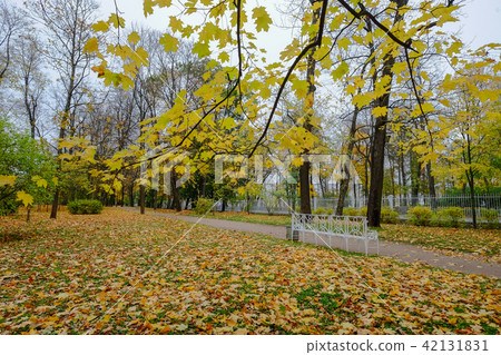 Autumn park in Saint Petersburg, Russia Autumn park in Saint Petersburg, Russia 42131831
