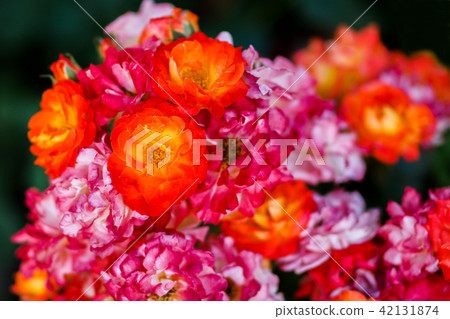 Nakanoshima Rose Garden: Osaka Nakanoshima Rose Garden: Osaka 42131874