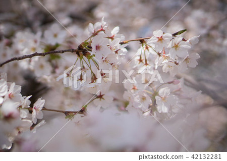 櫻花 櫻花 42132281