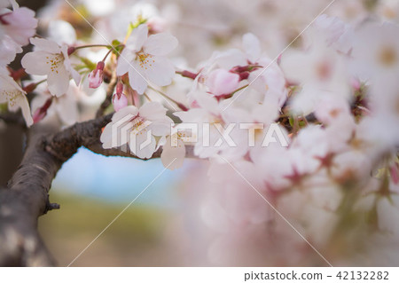 櫻花 42132282