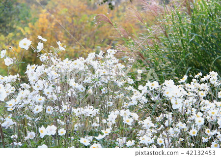 秋花盛開,黃色的樹葉在背景中,白色的淑美菊花 秋花盛開,黃色的樹葉在背景中,白色的淑美菊花 42132453