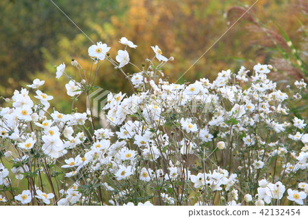 Autumn flowers blooming with yellow leaves in the background, white Shumei chrysanthemum 42132454